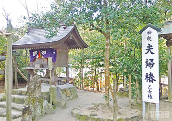 神社内另一影点夫妇椿,是两棵生长得绕在一起的树,就似是两夫妇一样。 神社内另一影点夫妇椿,是两棵生长得绕在一起的树,就似是两夫妇一样。