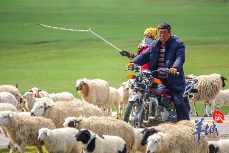 牧民骑车放牧 牧民骑车放牧