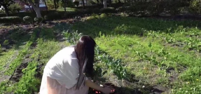 王祖贤深穿着白衣粉裙，直接跪在泥土地上挖坑种菜，丝毫不介意裙子会被弄脏。