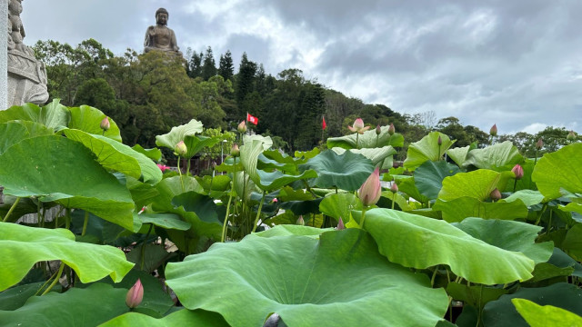 宝莲禅寺首办“盛世荷花•福佑香江”大型荷花展,祈愿香港繁荣稳定 宝莲禅寺首办“盛世荷花•福佑香江”大型荷花展,祈愿香港繁荣稳定