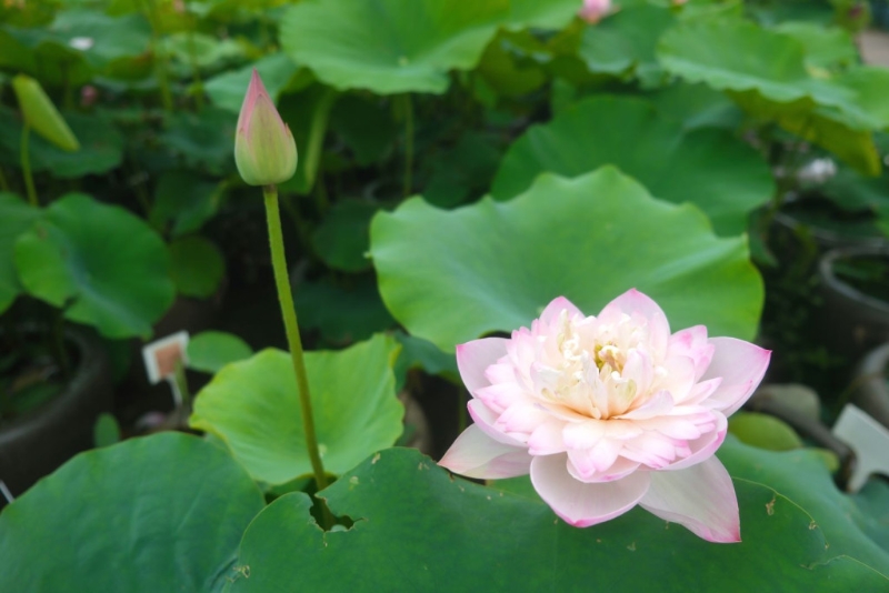 今年荷花生长情况. 今年荷花生长情况.