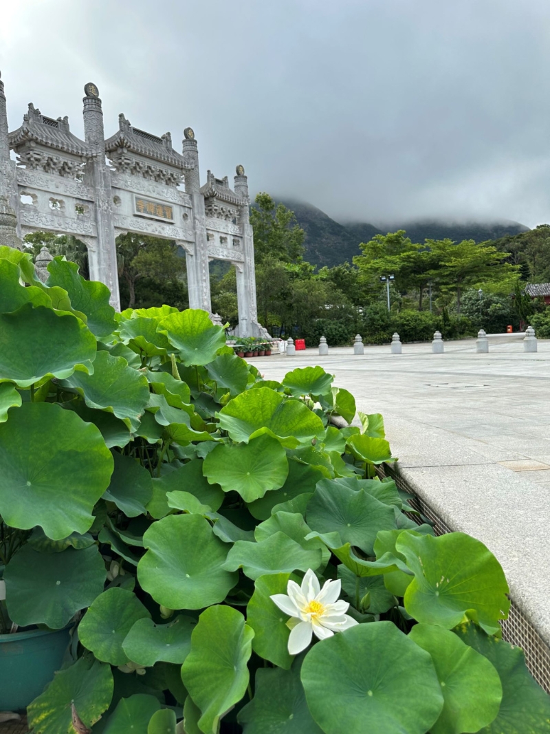 今年荷花生长情况 。 今年荷花生长情况 。