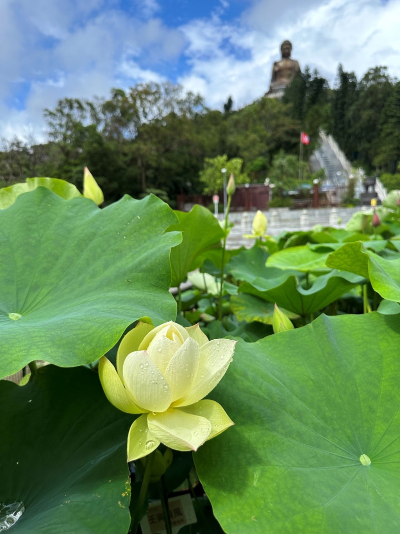 今年荷花生长情况。 今年荷花生长情况。