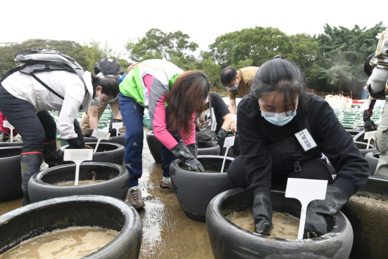 荷花义工细心地将每个种藕妥当地放入泥土中。 荷花义工细心地将每个种藕妥当地放入泥土中。