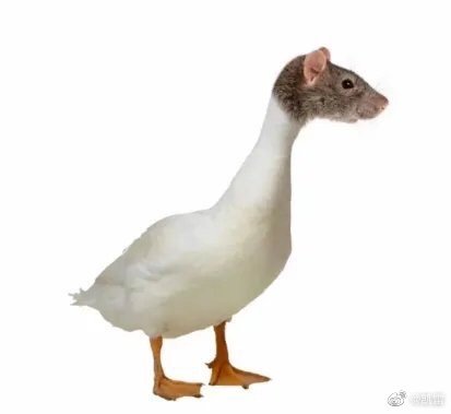 鼠头鸭脖 鼠头鸭脖