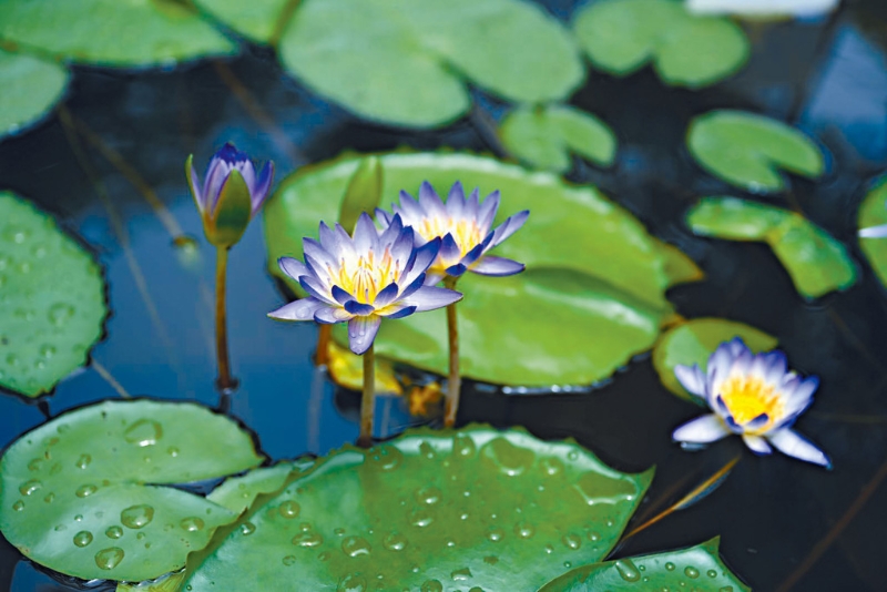蓮花的蓮瓣象徵修行功夫的深淺,一般人只有十餘瓣,佛祖釋迦牟尼有多達千瓣,說明修行階段可透過努力不斷深化。