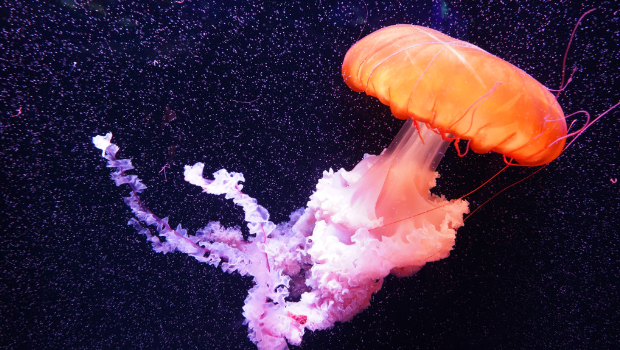 馆内有多种水母，这款体积较大的是太平洋海刺水母。