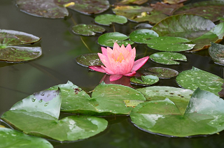 泰国送赠的万维莎睡莲 泰国送赠的万维莎睡莲