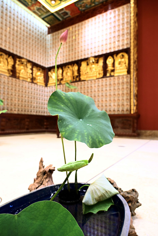 为莲故华 为莲故华