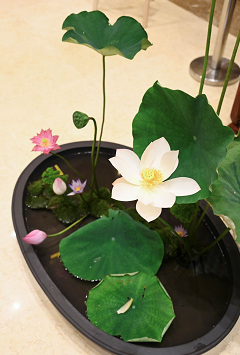 华开莲现 华开莲现