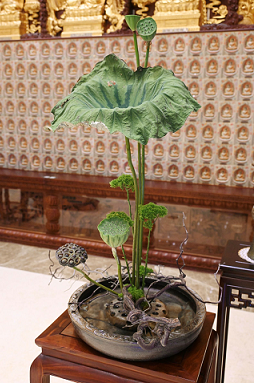 华落莲成 华落莲成