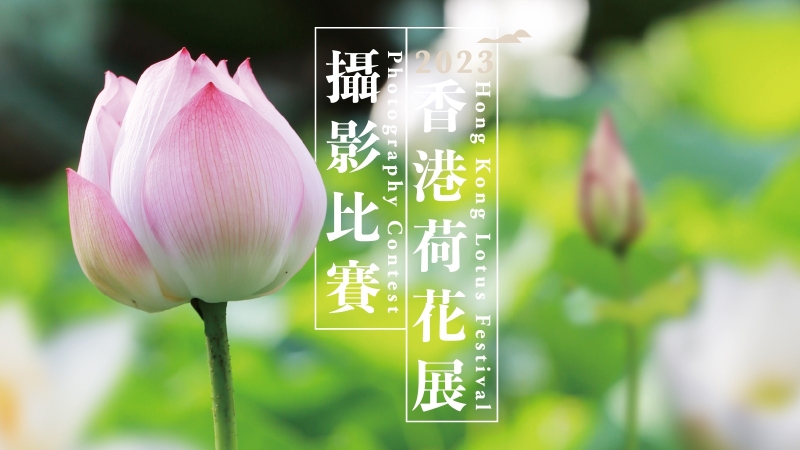 荷花摄影展 荷花摄影展