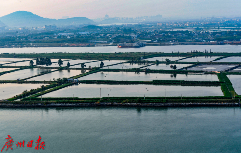 顺德桑基鱼塘 顺德桑基鱼塘