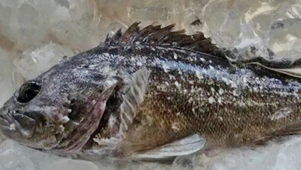 日本福岛早前惊现辐射鱼，当局已经即时暂停出货。