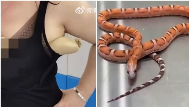深圳海关今日透露，海关人员又发现违规携带入境的蛇了，这次蛇藏的位置有些奇特