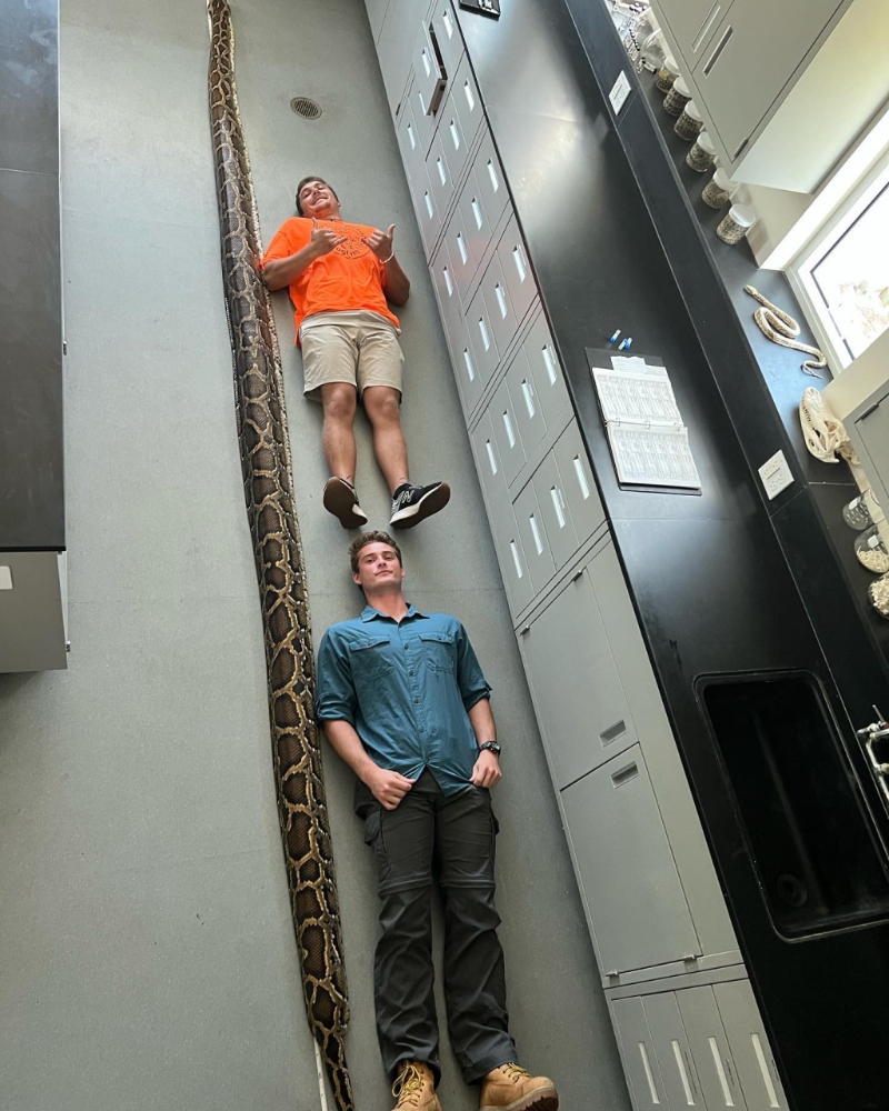 这条缅甸蟒蛇超长