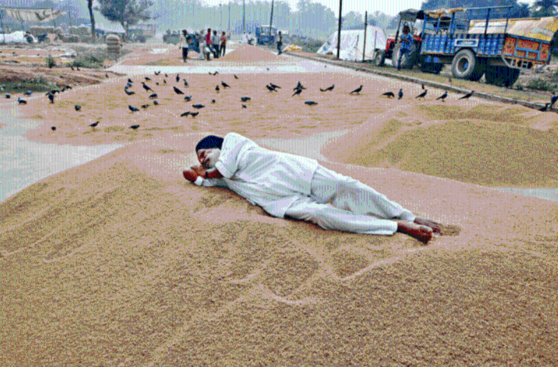 在印度北部的一个谷物批发市场，一名农民躺在稻米堆上休息
