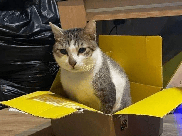 遭黎男凌虐致死的猫咪茶茶