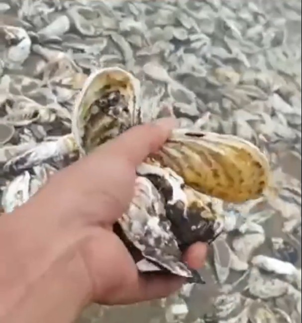 随手捡起都是生蚝。