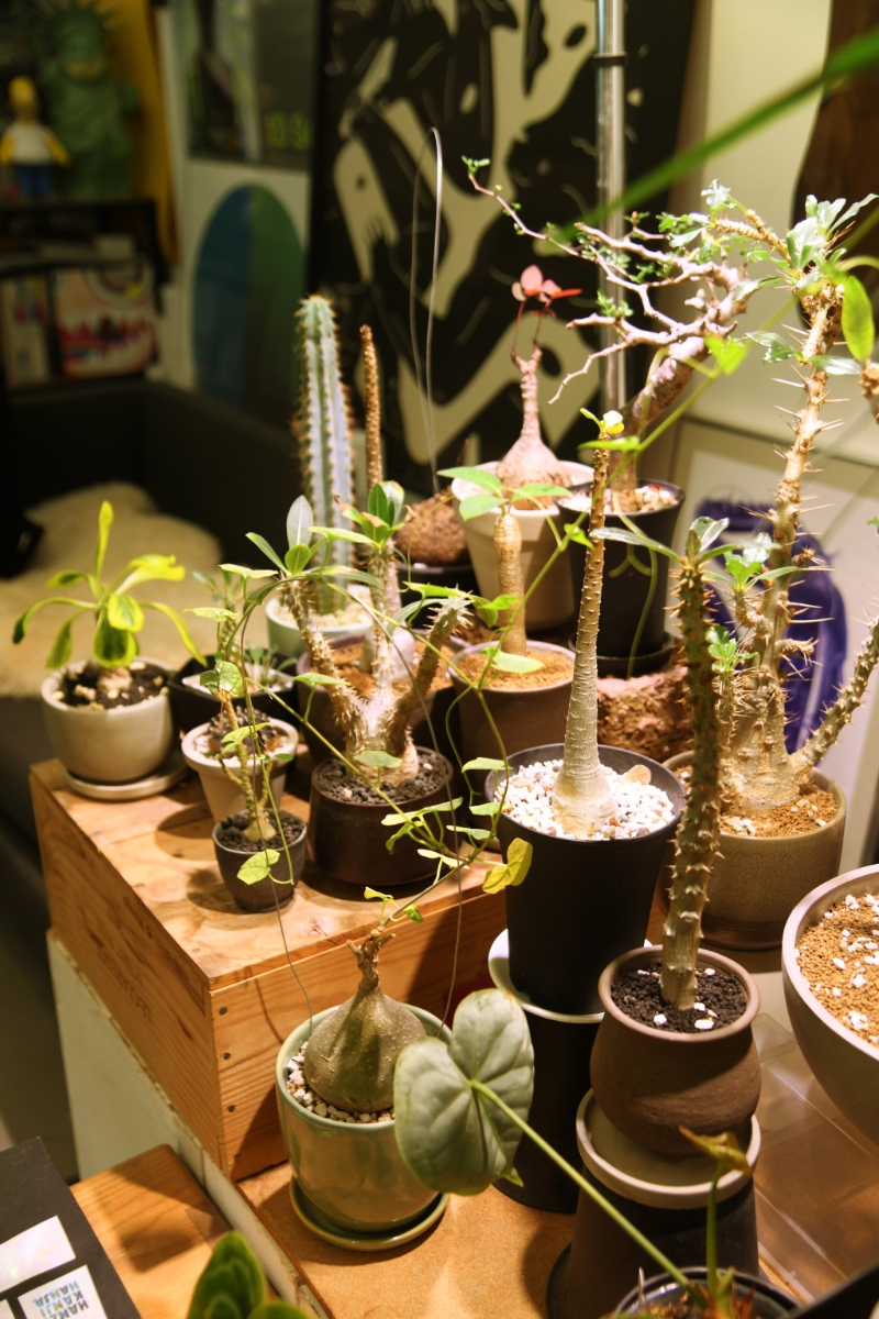 栽种及观赏植物,是Dee Lam其中一个让自己放松的方式 栽种及观赏植物,是Dee Lam其中一个让自己放松的方式