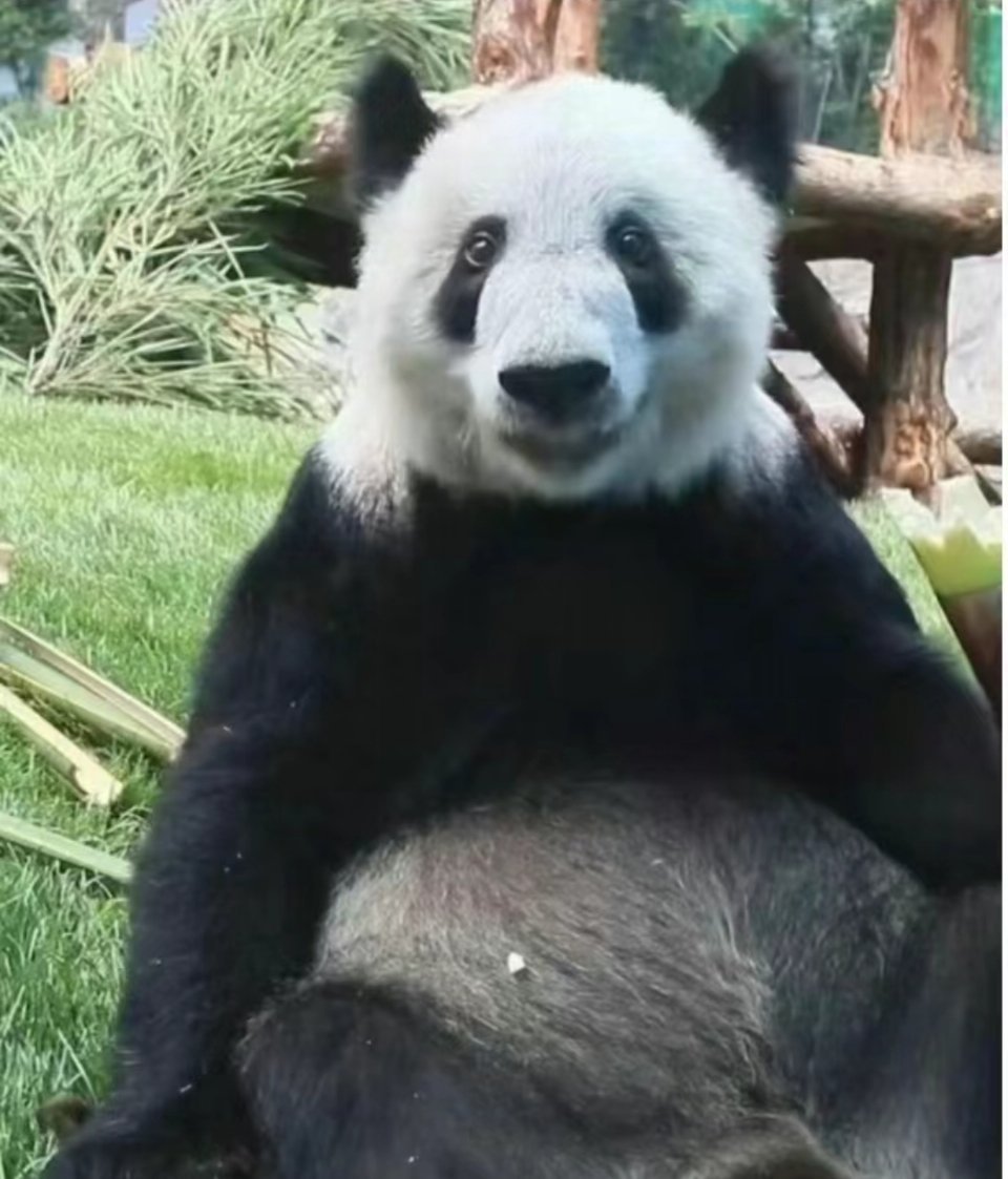 大熊猫 “丫丫”23岁生日,网友:我们的国宝还得我们自己疼 | 星岛环球网