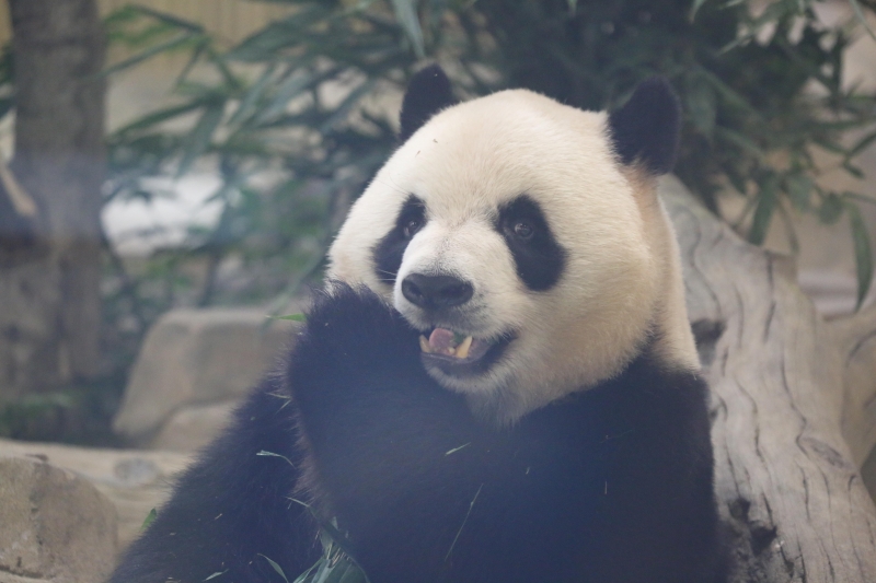 “蓉宝”的原型大熊猫“芝麻”