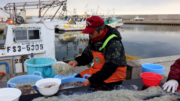 日本渔民在福岛第一核电站附近的渔港整理鱼获。