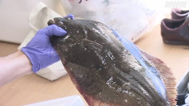 其中一个样本是比目鱼。 其中一个样本是比目鱼。