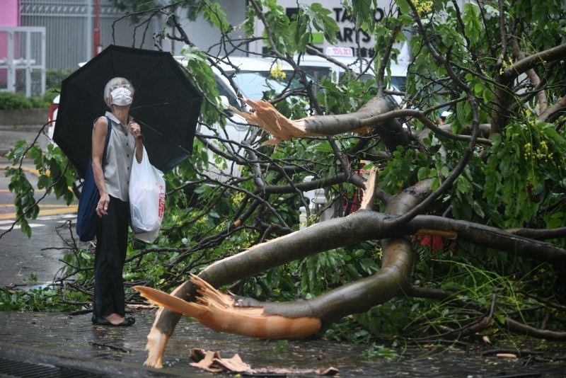 街道多处见到塌树情况。