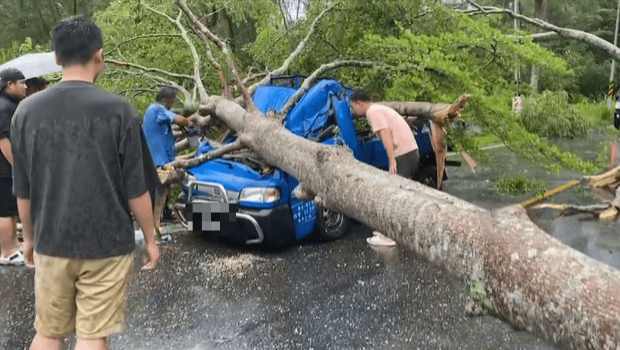 海葵台风直扑东台湾，花莲卓溪乡台30线9公里处传大树倒塌压到一辆行经的汽车。
