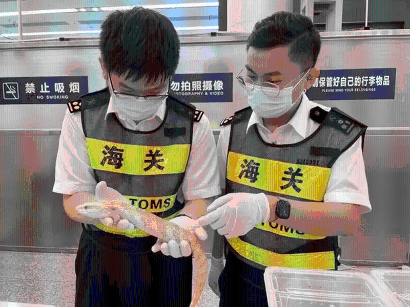 内地海关展示查获的活体蜥蜴。