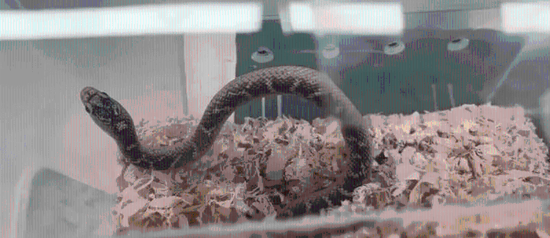 女子福田过关被查身藏的活蛇。