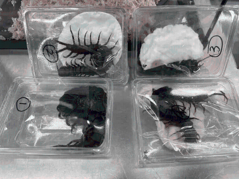 女子福田过关被查身藏的活体蜈蚣为秘鲁巨人蜈蚣。