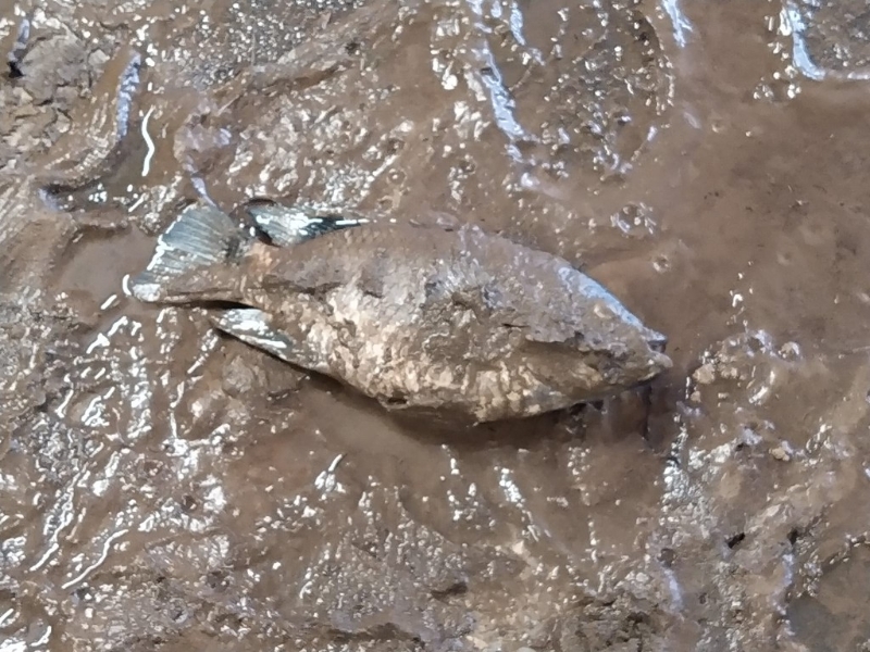 楼主报料,指大埔文娱中心条隧道系过到嘅,不过好多淤泥,而且仲有免费河鲜添。 楼主报料,指大埔文娱中心条隧道系过到嘅,不过好多淤泥,而且仲有免费河鲜添。