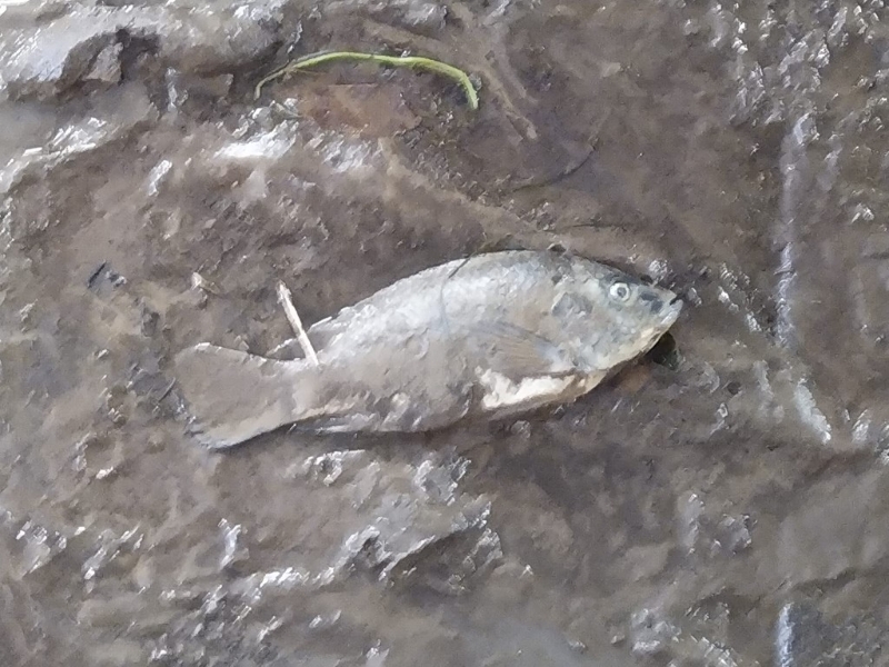 大埔文娱中心附近隧道有免费河鲜。 网图 大埔文娱中心附近隧道有免费河鲜。 网图