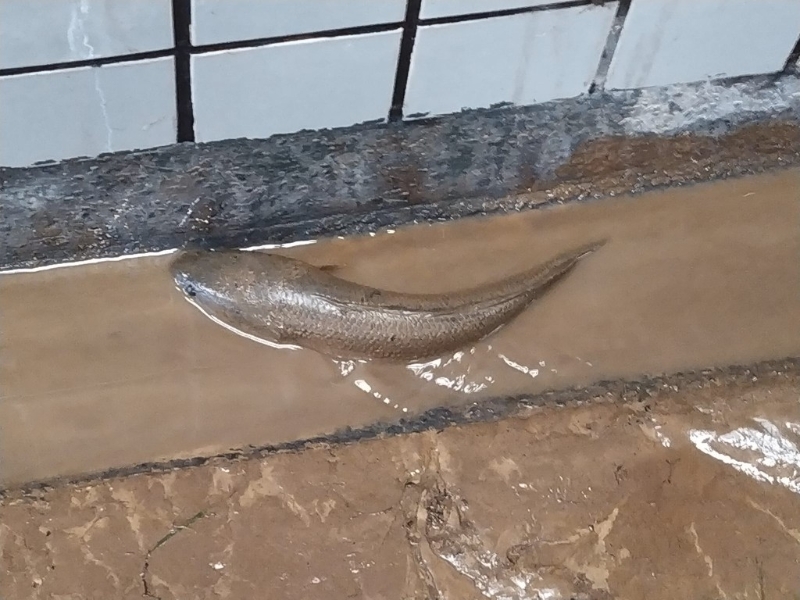 近水得食,随大水上岸的各式鱼儿,随时成为桌上鲜。 近水得食,随大水上岸的各式鱼儿,随时成为桌上鲜。