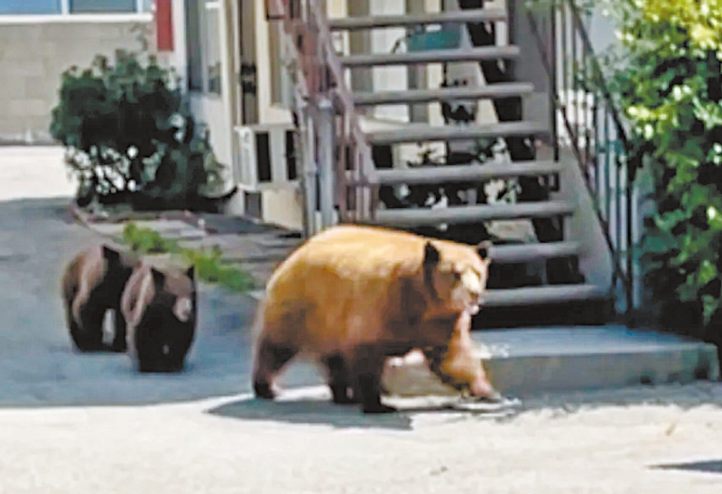 一只母熊带着两只小熊漫步进入城市用餐区。席尔拉马德里警局