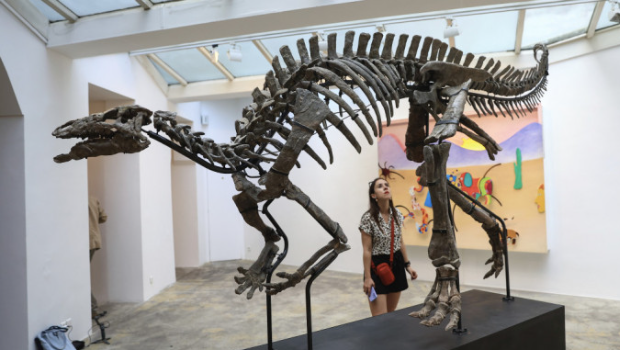 侏罗纪晚期弯龙“巴里”骨架在巴黎Philippe Vallois艺廊展出。