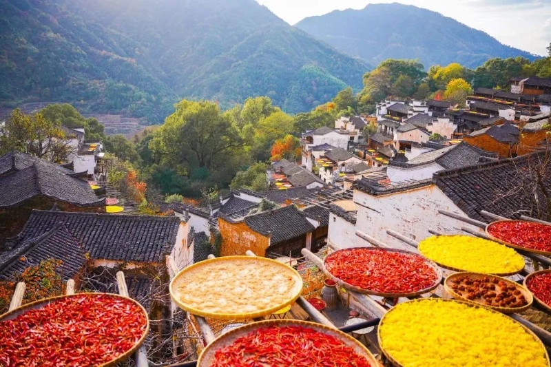 篁岭晒秋。图源:魅力婺源公众号 篁岭晒秋。图源:魅力婺源公众号
