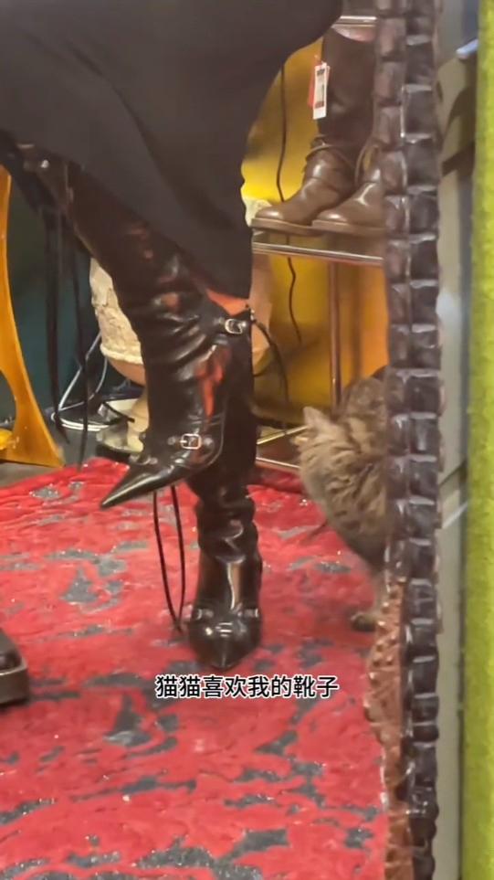 这双靴连猫猫也被吸引。 这双靴连猫猫也被吸引。