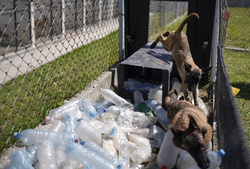 墨西哥训练犬只侦察芬太尼。 美联社 墨西哥训练犬只侦察芬太尼。 美联社