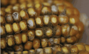 黄曲霉毒素 黄曲霉毒素