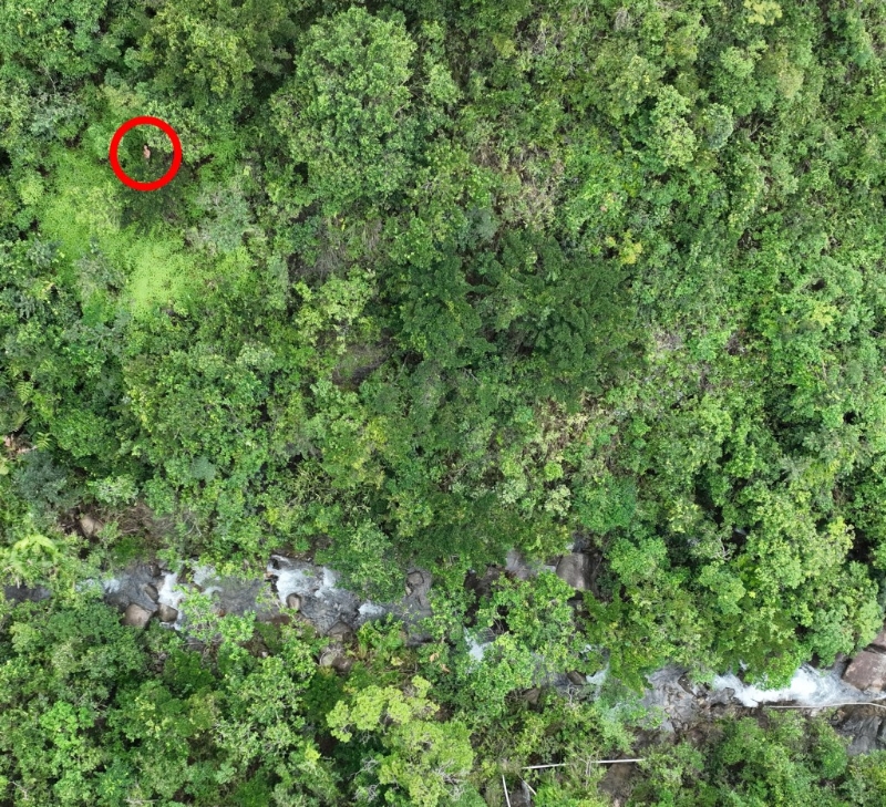 李伟鹏事后在密林丛中,发现失踪少年。 李伟鹏提供 李伟鹏事后在密林丛中,发现失踪少年。 李伟鹏提供