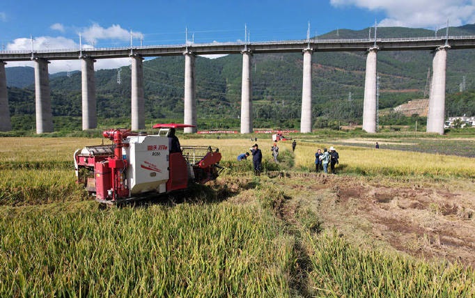 “超级稻” “超级稻”
