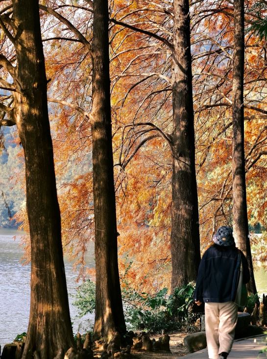 仙湖植物园的落雨杉又高又大棵