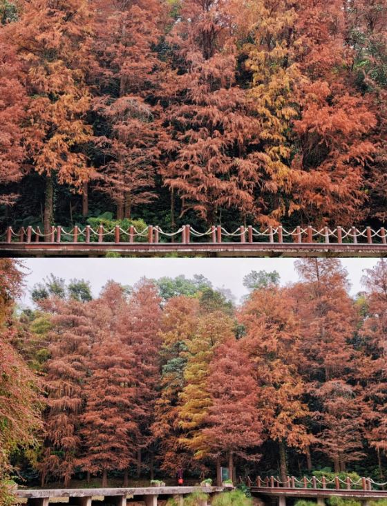 仙湖植物园是观赏落雨杉热点之一
