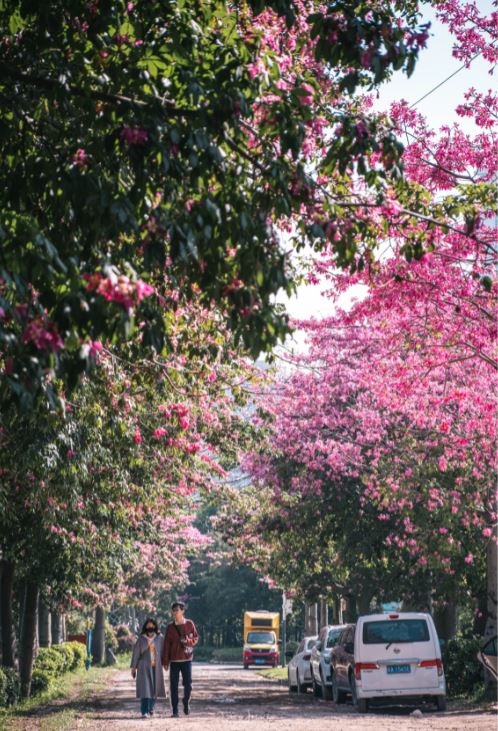 沿着观澜河畔，一路可看到异木棉