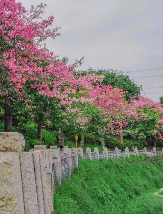 观澜河畔开满异木棉