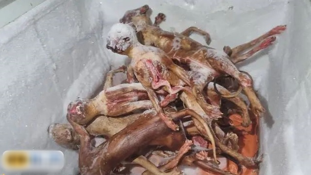 这些猫被去皮后冒充充羊肉猪肉卖出。 网图 这些猫被去皮后冒充充羊肉猪肉卖出。 网图