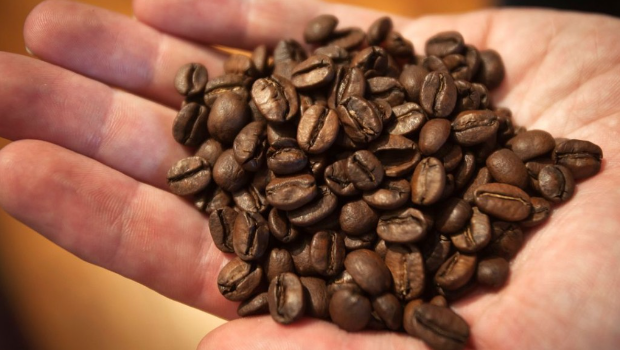 咖啡所含的咖啡因,过量摄取会影响人体的骨质。 咖啡所含的咖啡因,过量摄取会影响人体的骨质。